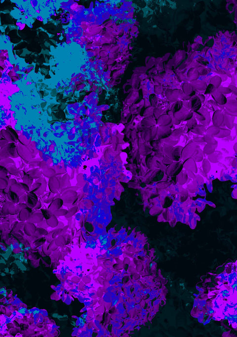 1059_Hydrangea_ao12cl
